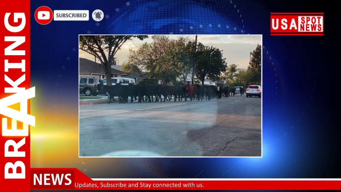 Holy cows! Herd escapes slaughterhouse, wreaks havoc on neighborhood