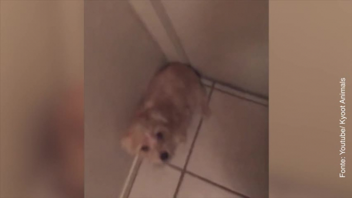 Questo cane è davvero determinato a non lasciar passare il suo padrone!