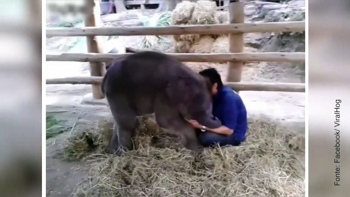 L'elefantino innamorato del suo addestratore