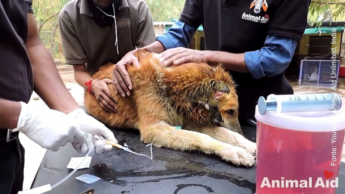 Salvataggio all'ultimo secondo. La lotta per la vita di questo cane randagio.