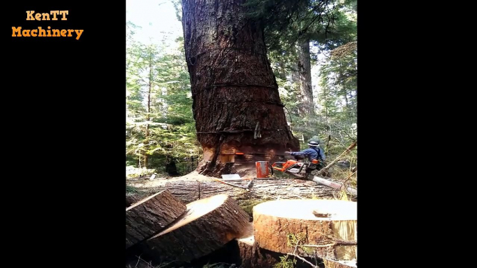 Incredible 15 Minutes Skills Cutting Big Tree -  Most Felling Tree Chainsaw Machines