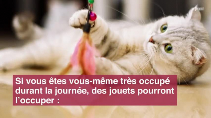 5 astuces si votre chat mange trop et trop vite