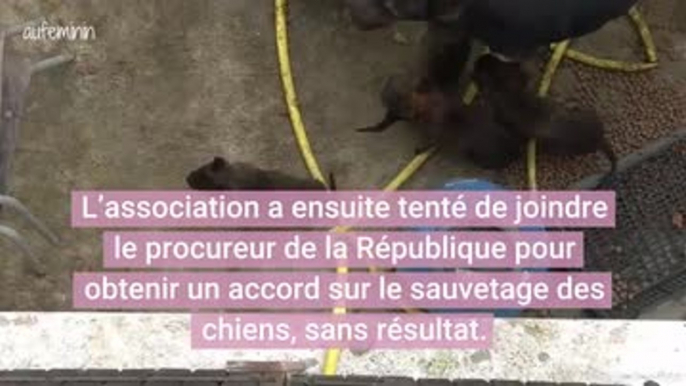 Vaucluse : Deux malinois et leurs sept chiots sauvés grâce aux réseaux sociaux