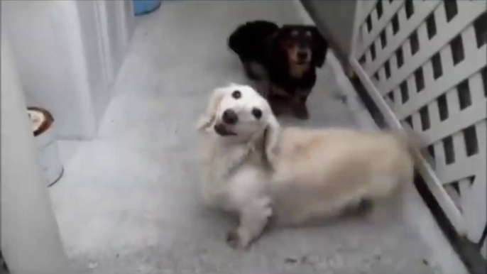 TOP 10 dog barking videos compilation  ♥ Dog barking sound - Funny dogs