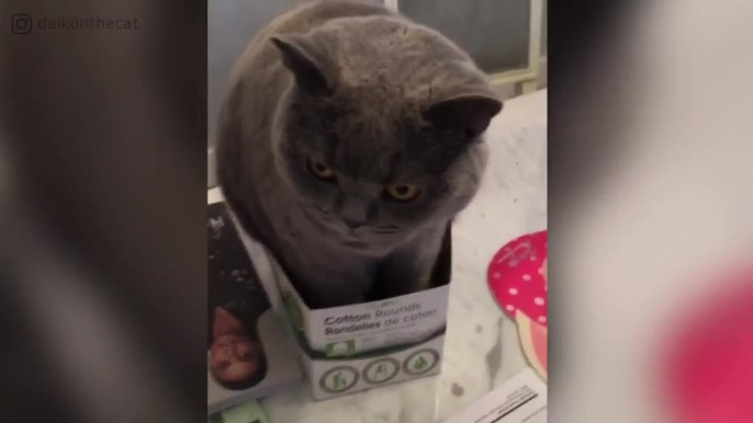 Voilà ce qui se passe quand ton chat mange trop de croquettes