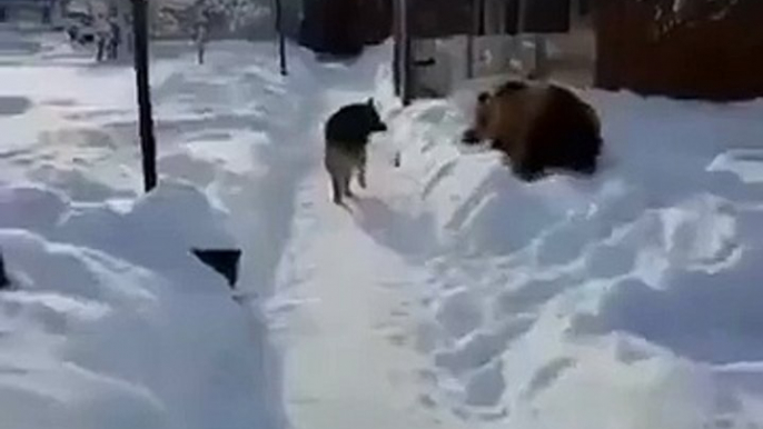 Doggo Ignores Bear Bear Has A Hissy Fit