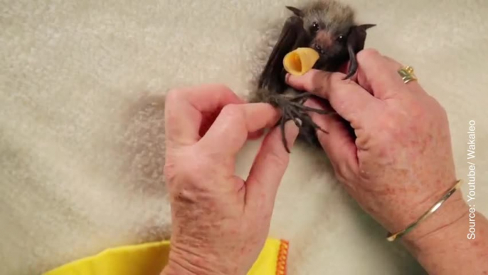 Ces bébés chauve-souris sont trop mignons !