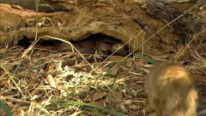 OMG This Is How Mongoose Crushes Heads Of Most Venomous Snakes In The World Mongoose vs Snake