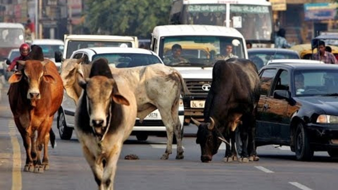 Umar Mohammed, Transporting Pet Cows, Shot Dead in Alwar