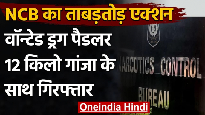 Mumbai NCB के हाथ लगी बड़ी कामयाबी, Wanted Drug Paddler 12 Kg गांजे के साथ गिरफ्तार | वनइंडिया हिंदी