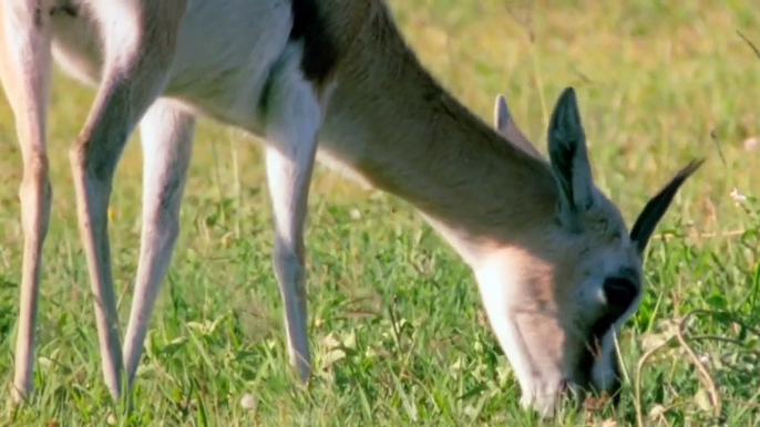 African Wildlife Documentary Hindi अफ्रीकी वन्य जीवन हिन्दी (HD)