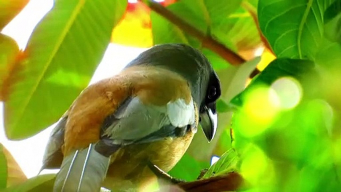 Rufous Treepie Different Call / Sound | Dendrocitta Vagabunda | Indian Treepie