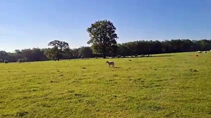 MK Citizen appeals for help for lambs and sheep left in agony in Milton Keynes field