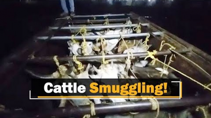 Smuggling Continues- Two Cattle Laden Vehicles Detained In Bhadrak | OTV News