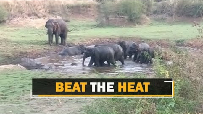 Summer Bath Of Elephants In Odisha’s Sambalpur | OTV News