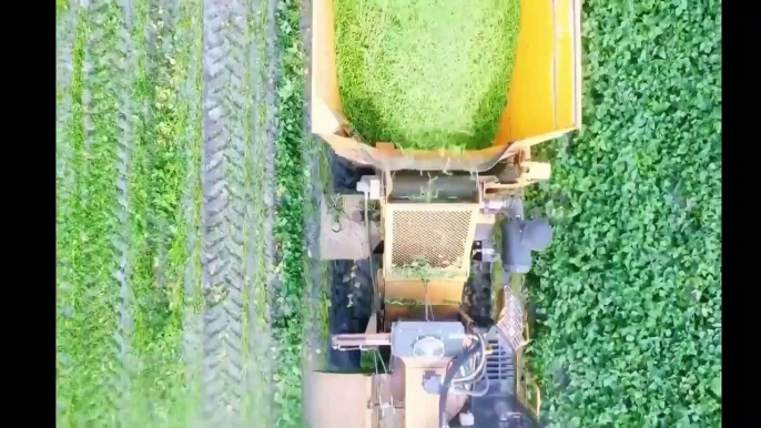 Amazing Modern Green Bean Harvesting Machine - Green Bean and Japan Soybean Processing Factory