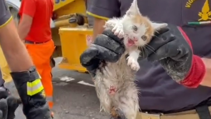 Spoleto - Gattino incastrato dentro tombino: salvato dai Vigili del Fuoco (18.06.21)