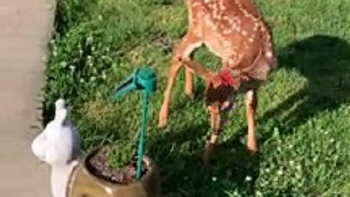 Bambi Plays with Solar Powered Butterfly