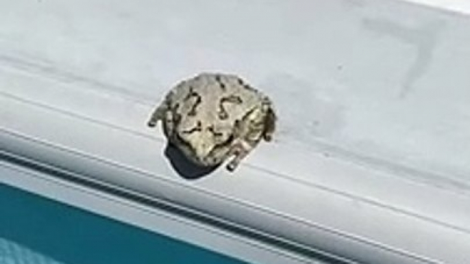 Frog Flicks Annoying Bug Into Pool