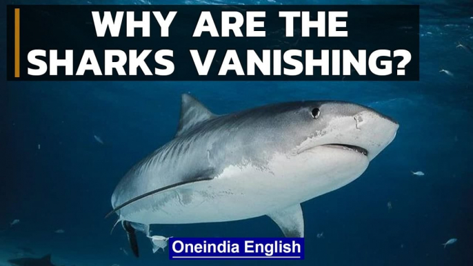 Bosnia and Herzegovina: Sharks and Rays | Know all | Oneindia News