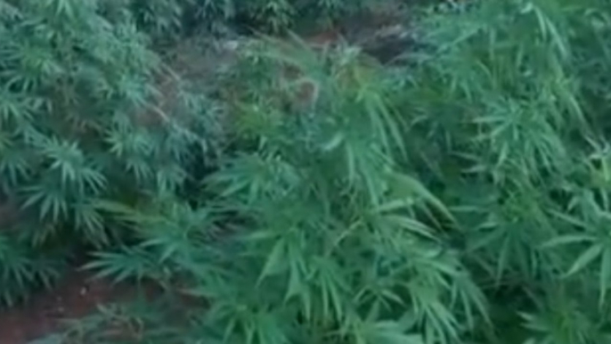 Mazara del Vallo (TP) - Coltivano marijuana in un terreno: 2 arresti (20.07.21)