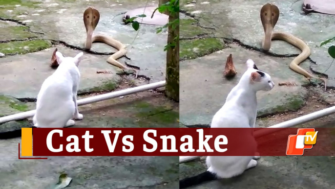 Brave Cat Stops Poisonous Cobra Snake From Entering Master’s House In Bhubaneswar