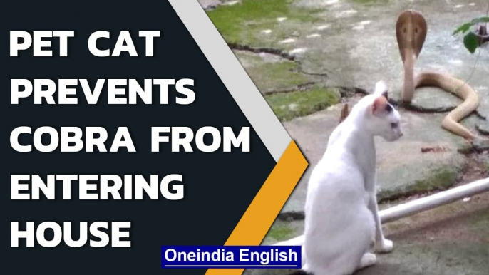 Cat prevents Cobra from entering house, saves family| Bhubaneswar| Oneindia News