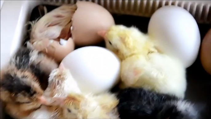 chicken egg hatching in incubator HD