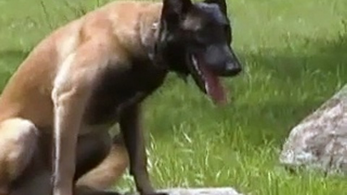 Off-Leash K9 Indianapolis Dog Training Belgian Malinois