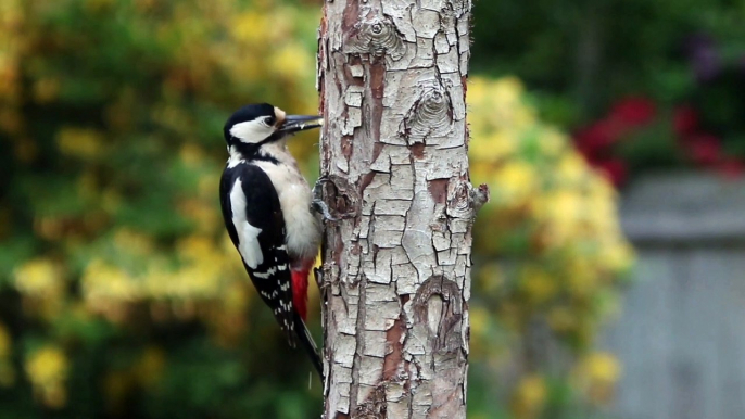 Birds Sound for Mind Refreshment and Cute Capture