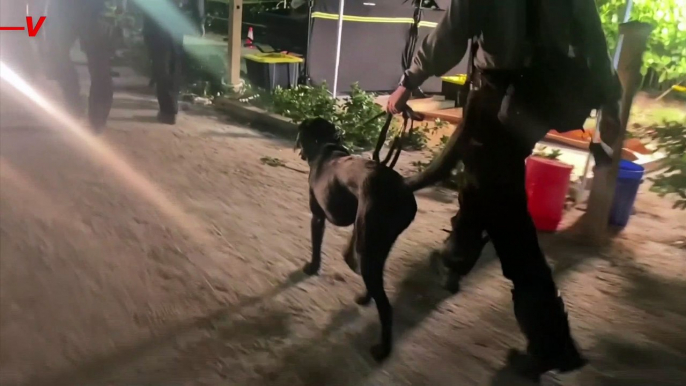 Dogs Help Search for Survivors at Surfside Condo Collapse Site