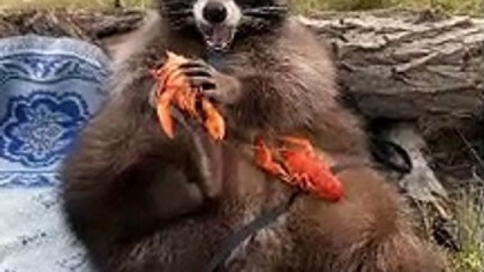 Super Sized Raccoon Fills up on Seafood