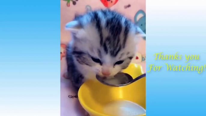 Top Funny Cat Videos of The Weekly - TRY NOT TO LAUGH #17 | Animals Life
