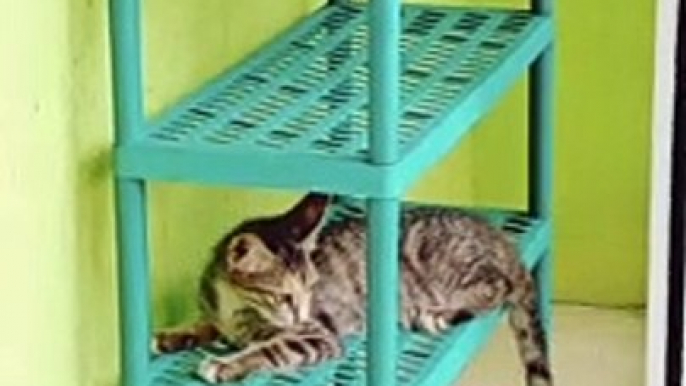 Kucing mengejar ekor sendiri sampai muter muter