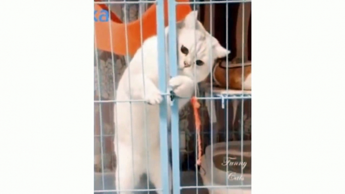 KUCING LUCU PAKAI JURUS MABOK‼️6 MENIT TAHAN TAWA