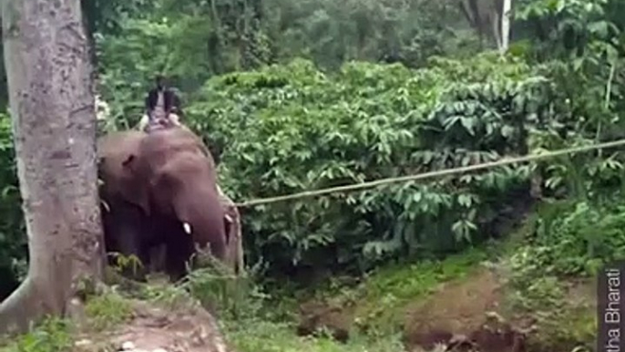 Do You Know How Are Wild Elephants Relocated? Check This Video