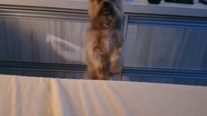 Dog Starts Jumping Beside the Bed When Owner Whistles
