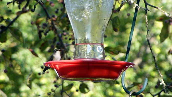 Sparrow || Humming bird || Feeding || Chirping || Hummingbird Sound || Sparrow Birds Sound