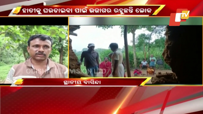 Elephant Herd Wreaks Havoc In Mayurbhanj's Karanjia