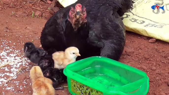 04.MURGI Hen Harvesting Eggs To Chicks Kadaknath Chicken Small Birds Video _ Fish Cutting