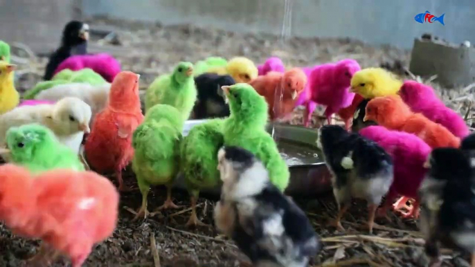 08.Comic MURGI Hen Color Baby Chicks Video Hen Gallina Videos