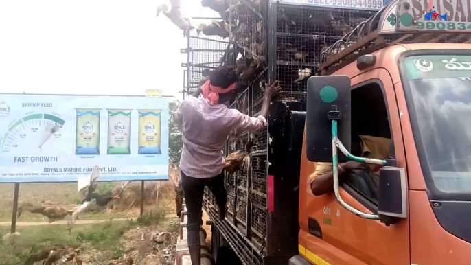 11.Amazing Flying Ducks Video from Van _ Unloading Ducks _ FishCutting