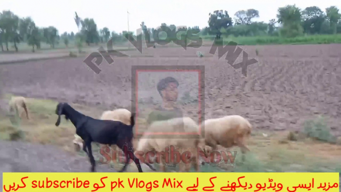 Goats farm in Pakistan || Goats village life Vlogs | Goats vlogs | Pak Vlogs Mix