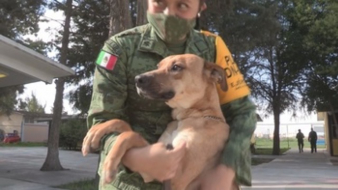 Perros callejeros en México son rescatados por soldados