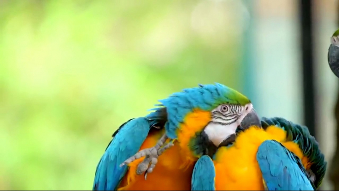 documentario animal  a beleza das aves  liberdade e natureza    / documentary  wild life animal  the beauty of birds freedom and nature  /  documental de animales la belleza de las aves libertad y naturaleza