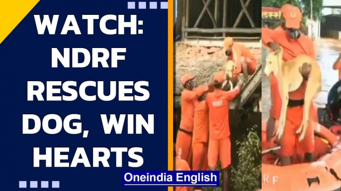 NDRF rescues dog from hotel rooftop in flood-hit Kolhapur| Maharashtra Floods| Oneindia News