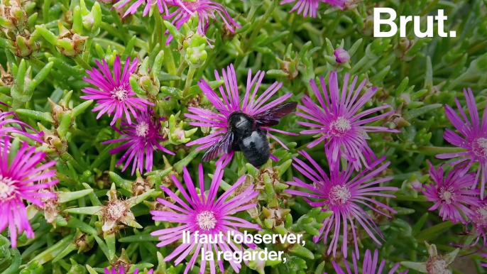 Le xylocope, la plus grande abeille d'Europe