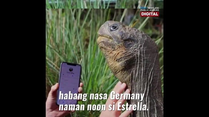 Dalawang Galapagos Tortoise, nag-date via FaceTime | GMA News Feed