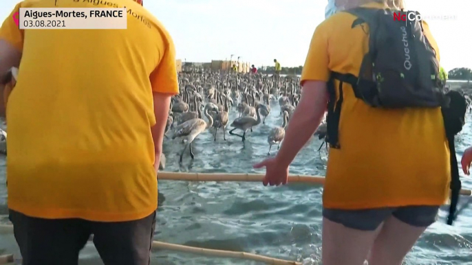 Censo de flamencos en el sur de Francia