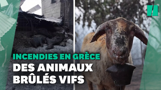 Incendies en Grèce: des moutons, lapins, chiens pris au piège par les flammes